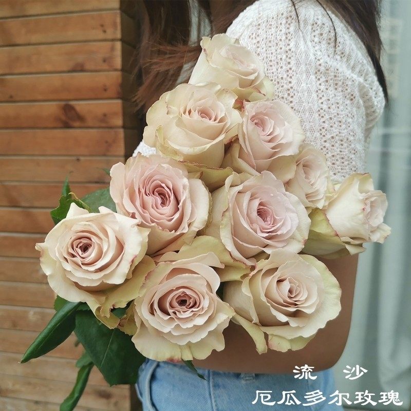 新品厄瓜多尔玫瑰花苗复古直立流沙灌木大花阳台庭院四季开花