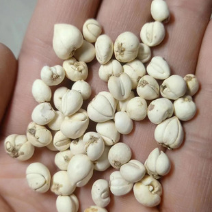 正品 川贝母25g松贝非平贝假一赔十