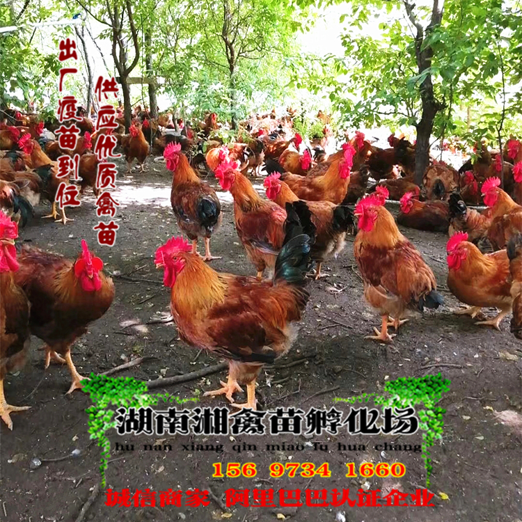 出售良凤花鸡雏肉鸡雏宠物快大型麻鸡苗宠物活苗发托运提供技术
