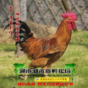 宠物小鸡 苏禽鸡活苗 仙居鸡苗本地土鸡雏提供养殖技术发托运包活