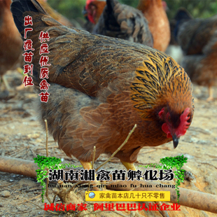 清远麻鸡雏清远麻鸡活苗小麻鸡苗宠物小鸡活体发托运提供养殖技术