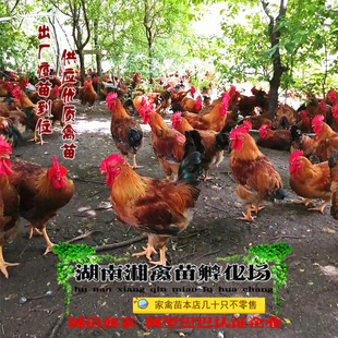 宠物良凤花鸡雏肉鸡雏宠物快大型麻鸡苗宠物活苗发托运提供技术