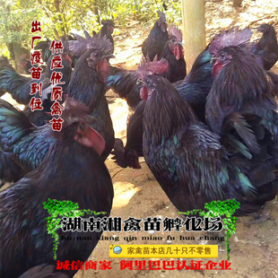 宠物小鸡五黑鸡活苗五黑鸡活体绿壳蛋鸡小苗乌鸡提供养殖技术托运