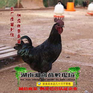 宠物小鸡五黑鸡活苗五黑鸡活体绿壳蛋鸡小苗乌鸡提供养殖技术托运