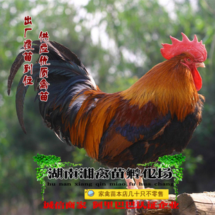 宠物小鸡活体 清远麻鸡雏 清远麻鸡活苗包成活发托运提供养殖技术