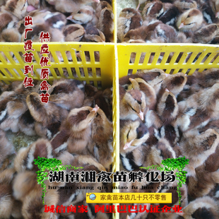 清远麻鸡雏 清远麻鸡活苗宠物小鸡活体 包成活发托运提供养殖技术