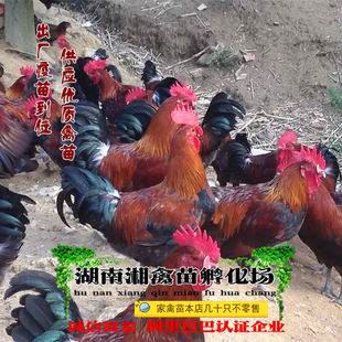 宠物小鸡血毛土鸡雏 青脚麻鸡活苗 黑瑶鸡活体发托运提供养殖技术