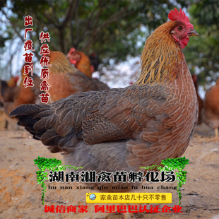 清远麻鸡雏清远麻鸡活苗小麻鸡苗宠物小鸡活体发托运提供养殖技术