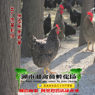 宠物黑芦花鸡苗汶上芦花鸡活苗纯种芦花鸡活体发托运提供养殖技术