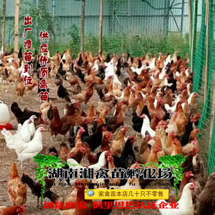 宠物小鸡 花柴鸡活苗 土杂鸡活体放养草鸡蛋鸡发托运提供养殖技术