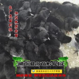 宠物小鸡五黑鸡活苗五黑鸡活体绿壳蛋鸡小苗乌鸡提供养殖技术托运
