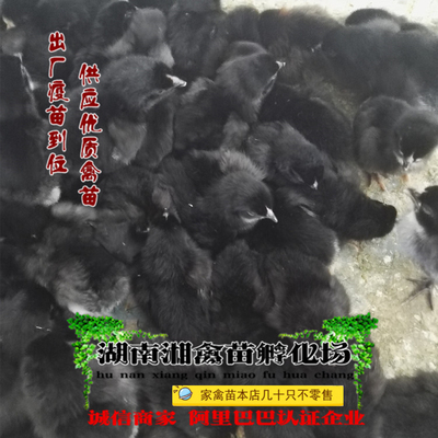宠物小鸡五黑鸡活苗五黑鸡活体绿壳蛋鸡小苗乌鸡提供养殖技术托运