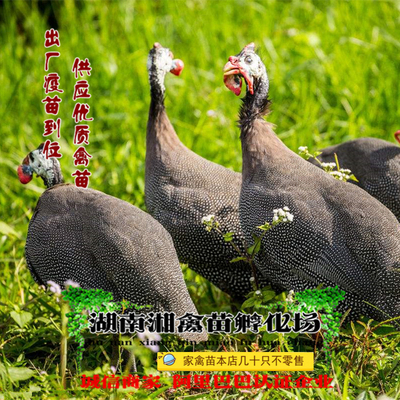 珍珠鸡雏 宠物珍珠鸡活苗 珍珠鸡活体小鸡发托运包活提供养殖技术