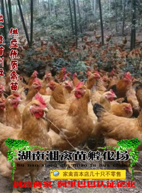 宠物黄土二鸡雏黄土三鸡活体宠物黄鸡苗宠物活苗 提供养殖技术