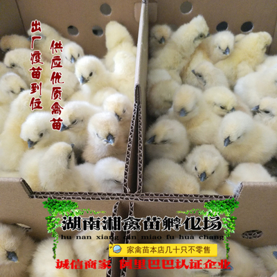 正宗泰和乌鸡苗竹丝鸡活体白乌鸡