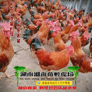宠物小鸡 苏禽鸡活苗 仙居鸡苗本地土鸡雏提供养殖技术发托运包活