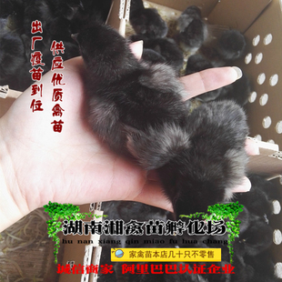 宠物小鸡五黑鸡活苗五黑鸡活体绿壳蛋鸡小苗乌鸡提供养殖技术托运