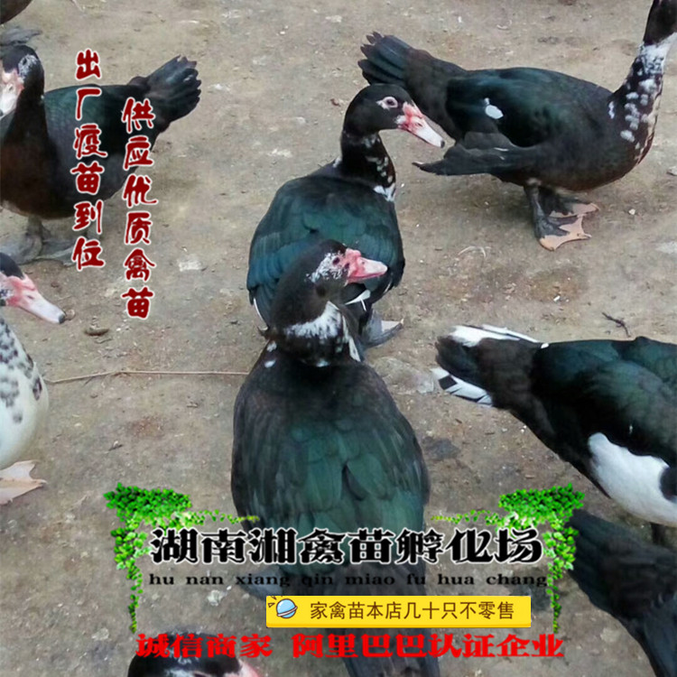 宠物番鸭雏西洋鸭活苗番鸭蛋壳鸭黑洋鸭活体宠物小鸭提供养殖技术,宠物/宠物食品及用品,宠物鸭,淘宝优惠券,粉丝福利购,淘宝优惠卷