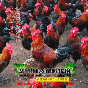 青脚麻鸡活苗 宠物小鸡血毛土鸡雏 黑瑶鸡活体发托运提供养殖技术