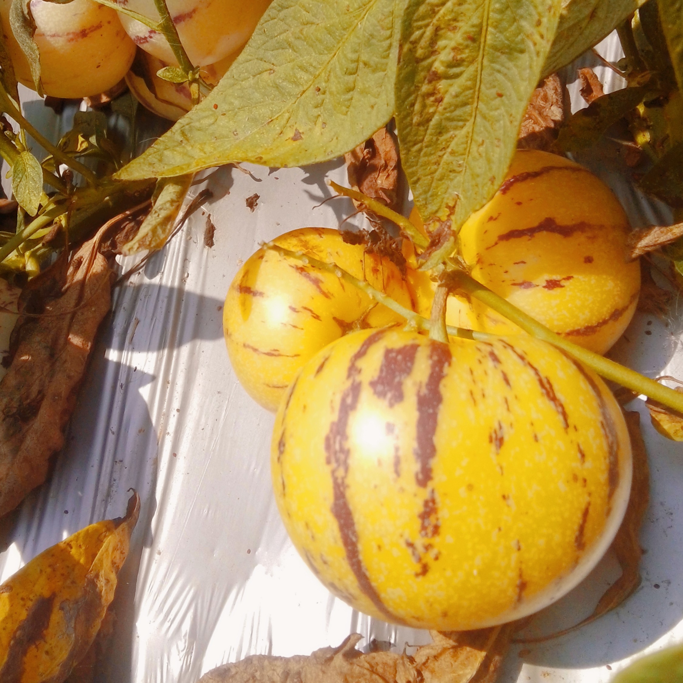 云南石林人参果树上自然熟