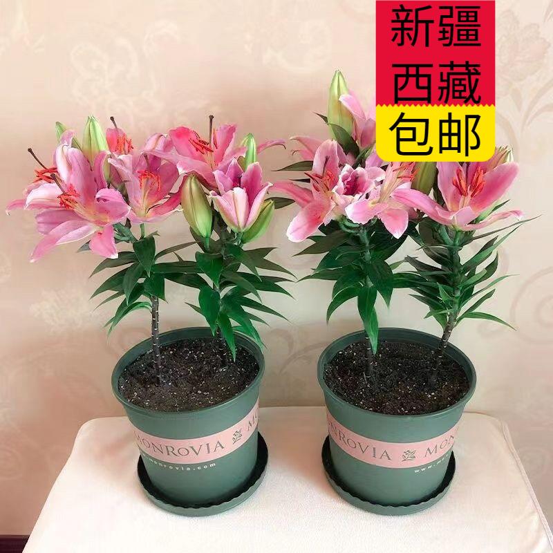 新疆西藏包邮10颗重瓣香水百合花盆栽花卉四季耐寒阳台植物室内外