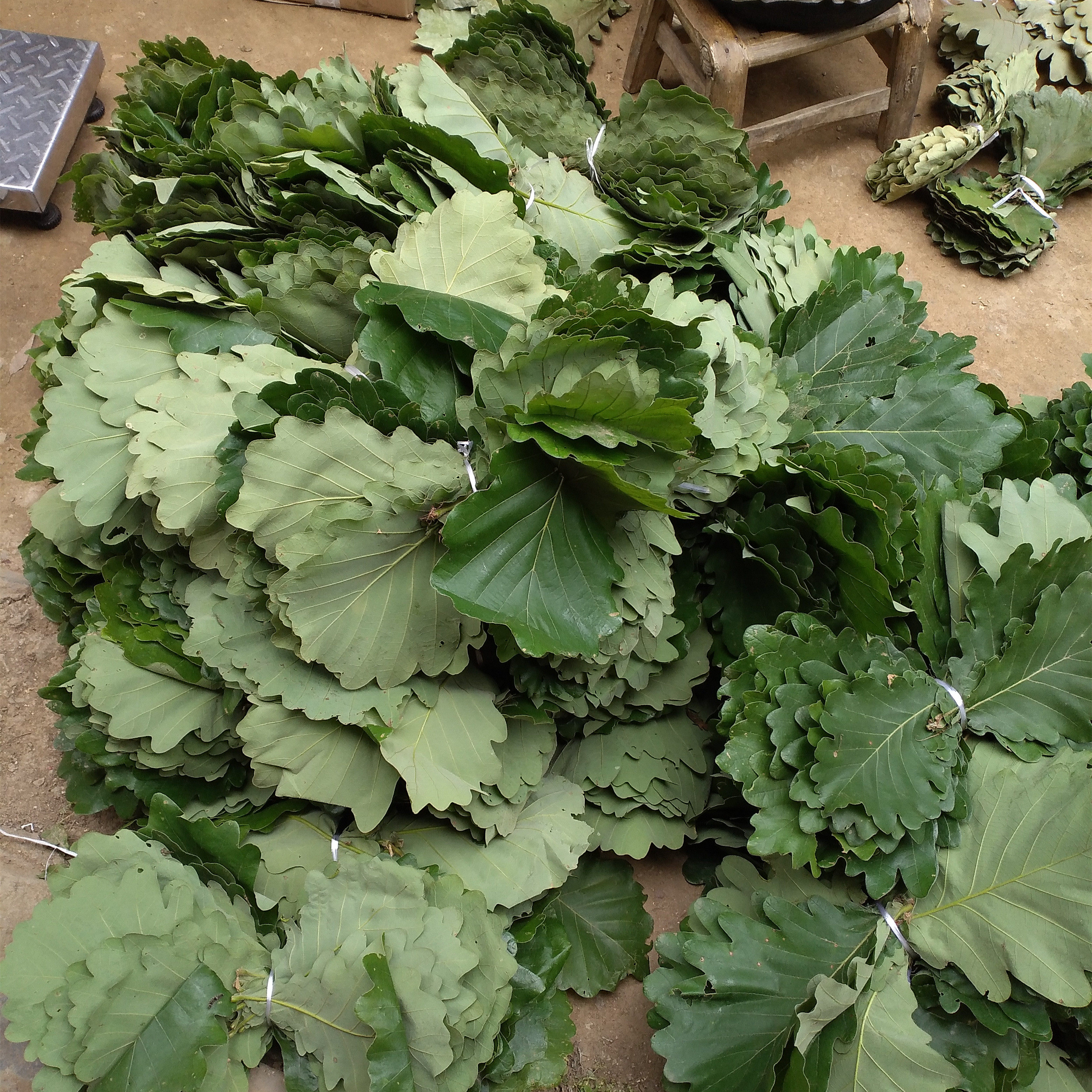 23槲叶新鲜干胡叶粽叶宽窄大小卜欂桲椤叶大小菠萝叶柏乐叶免包邮