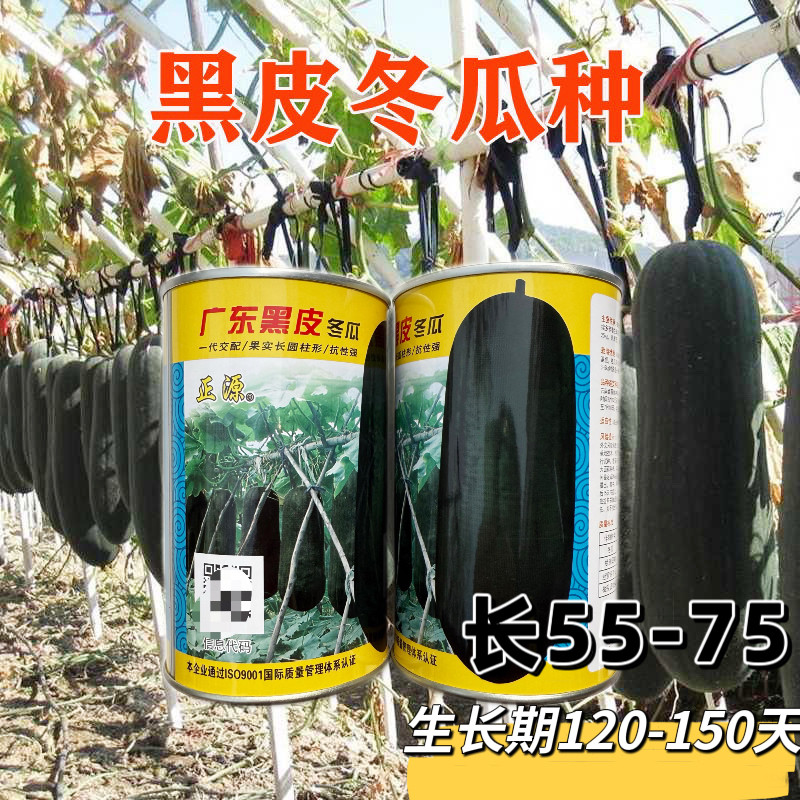 正源一代广东黑皮冬瓜种子皮墨绿色果实长圆柱形肉质密大冬瓜种籽