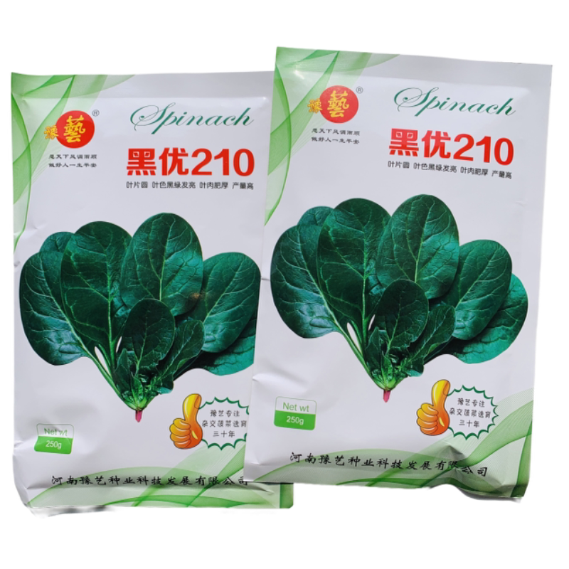 豫艺春秋季趴地黑叶菠菜种籽高产