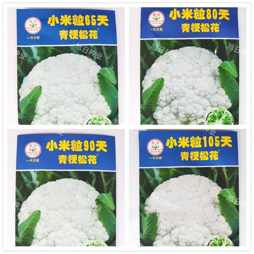 台湾丰田青梗松花菜菜种子小米粒65/80/90/105花菜种籽原装2000粒