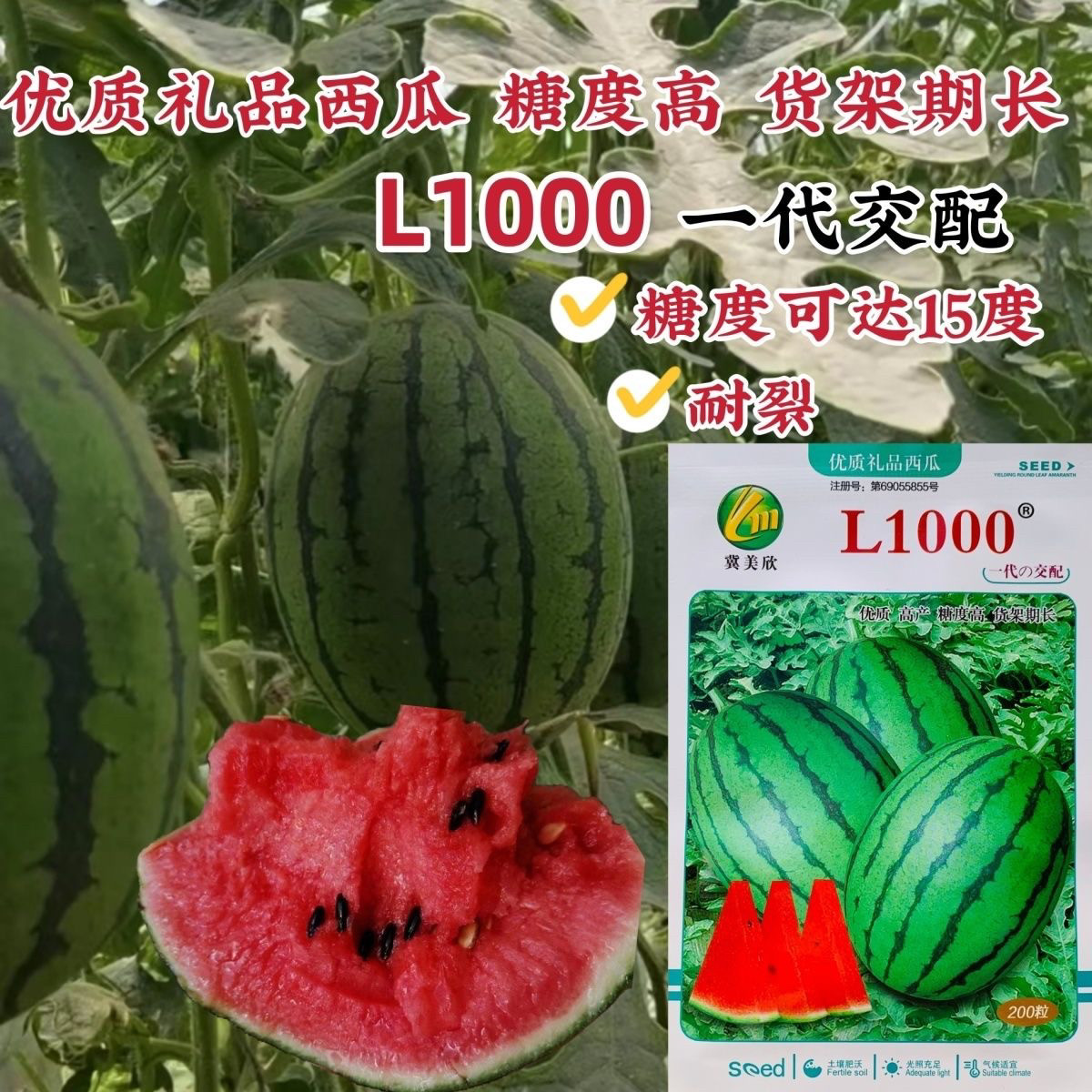 精品礼品西瓜种籽L1000西瓜种子耐裂一代精品早熟小型西瓜种子孑
