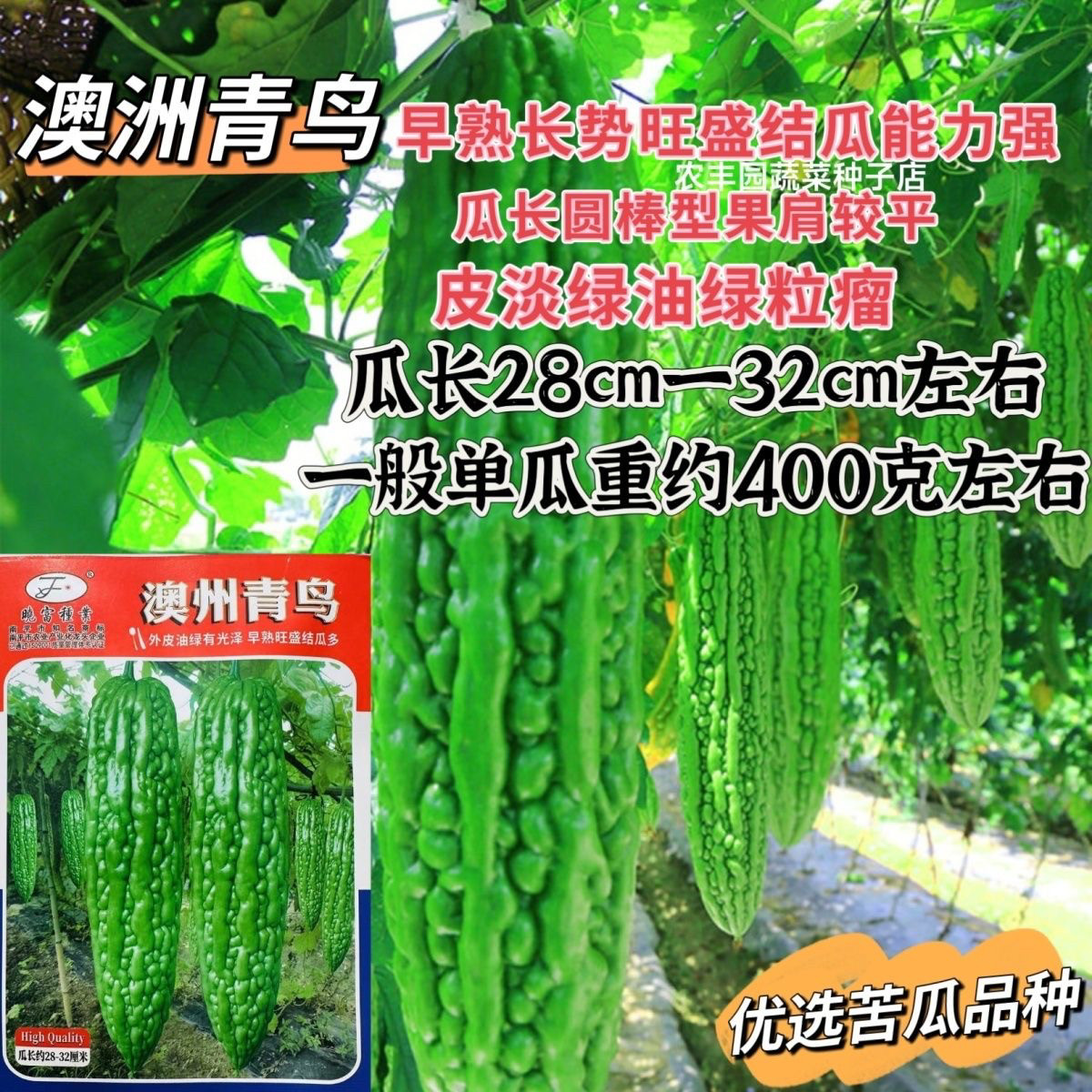 晓富澳洲青鸟油绿苦瓜种子早熟旺盛结瓜多 杂交油身苦瓜种籽 优选