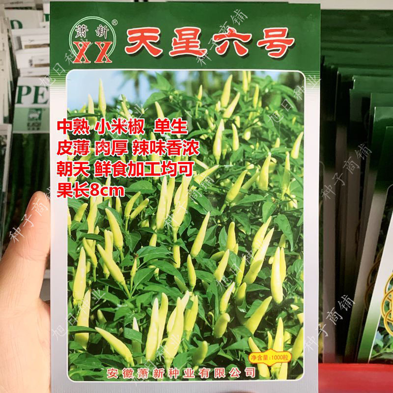 萧新春季阳台基地朝天椒