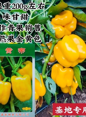 萧新辣椒种子黄帝灯笼型黄色甜椒种子不辣可生食菜椒种子青黄两用
