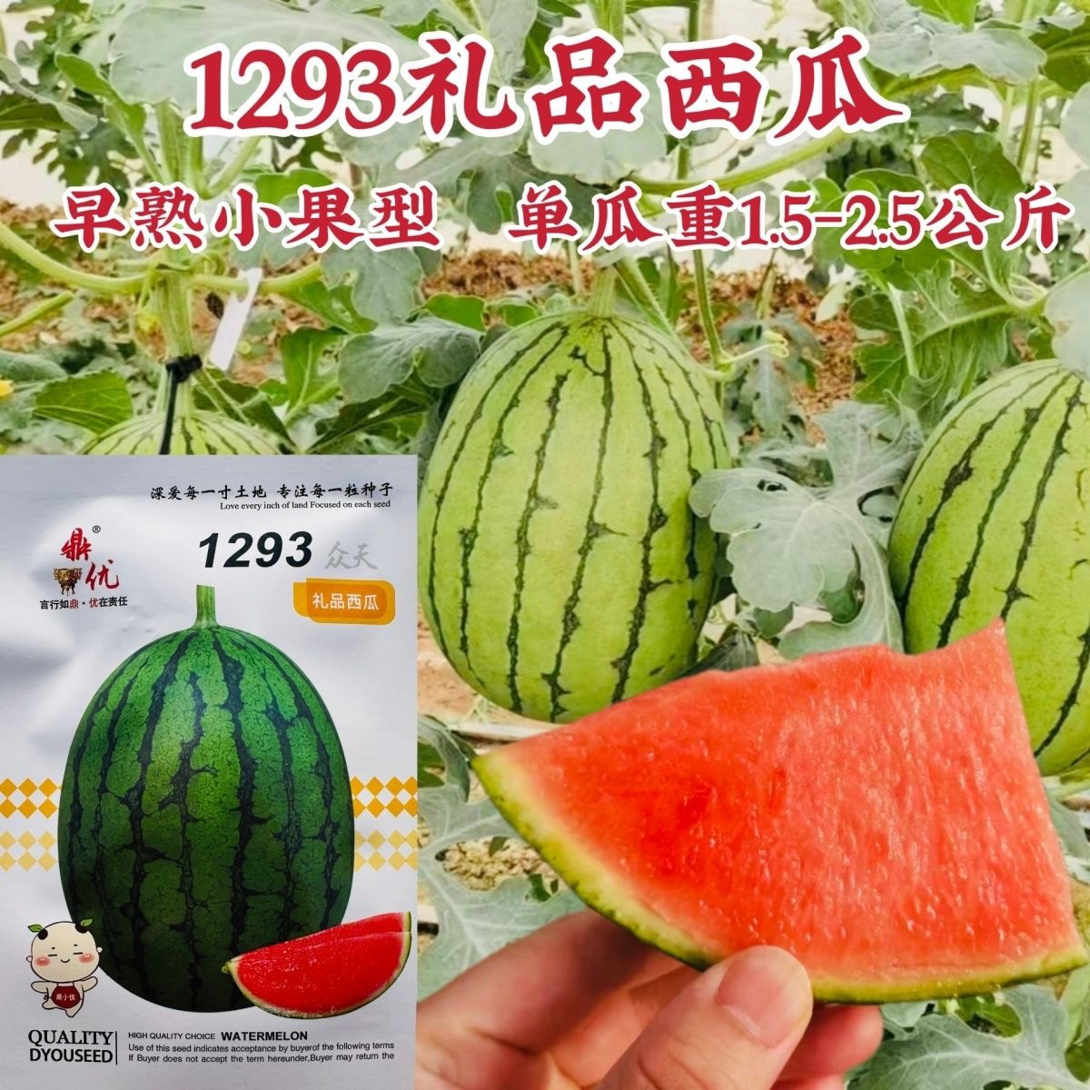 鼎优1293礼品西瓜种子早熟小果型西瓜籽椭圆形果肉红色礼品瓜种籽