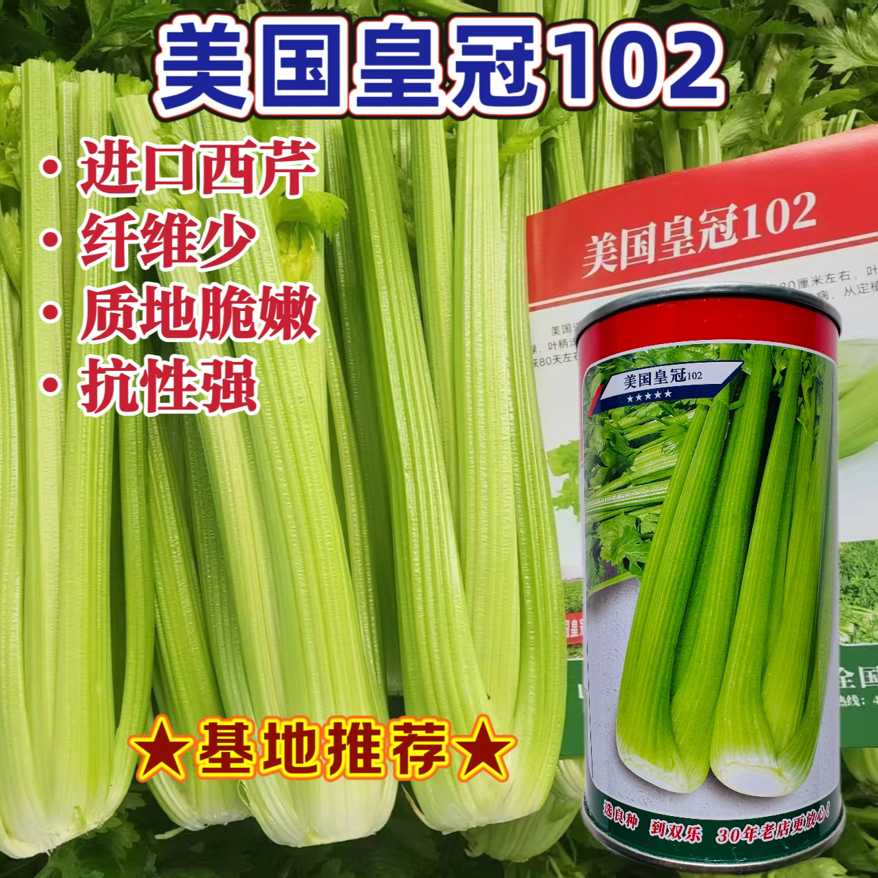 进口美国皇冠102西芹种子高产抗病耐寒耐抽苔纤维少脆嫩芹菜种籽