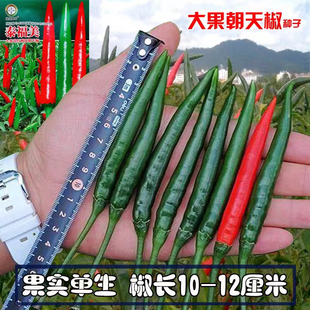 泰福美大果朝天椒种子青红两用硬度好油亮型早熟阳台盆栽庭院辣椒