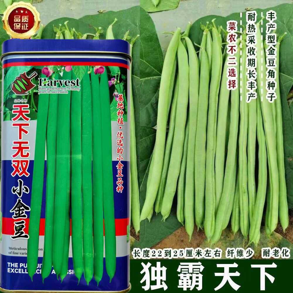 天下无双小金豆四季豆种子有架爬藤芸豆红花无筋四季农家蔬菜种籽