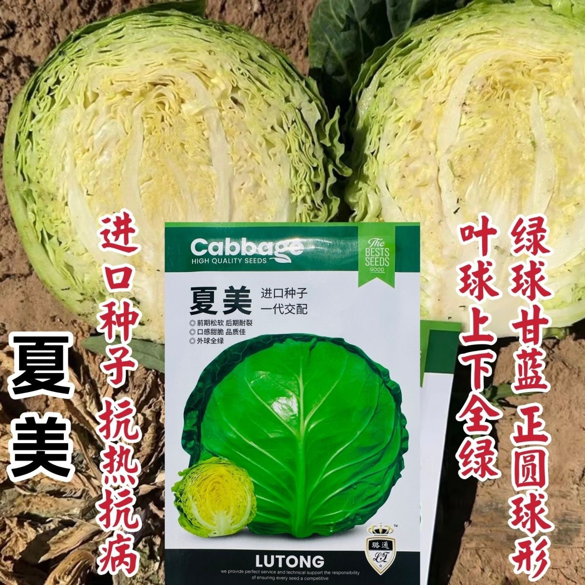夏美甘蓝种籽正圆球型抗热抗病绿球甘蓝新品种耐高温包头菜种子