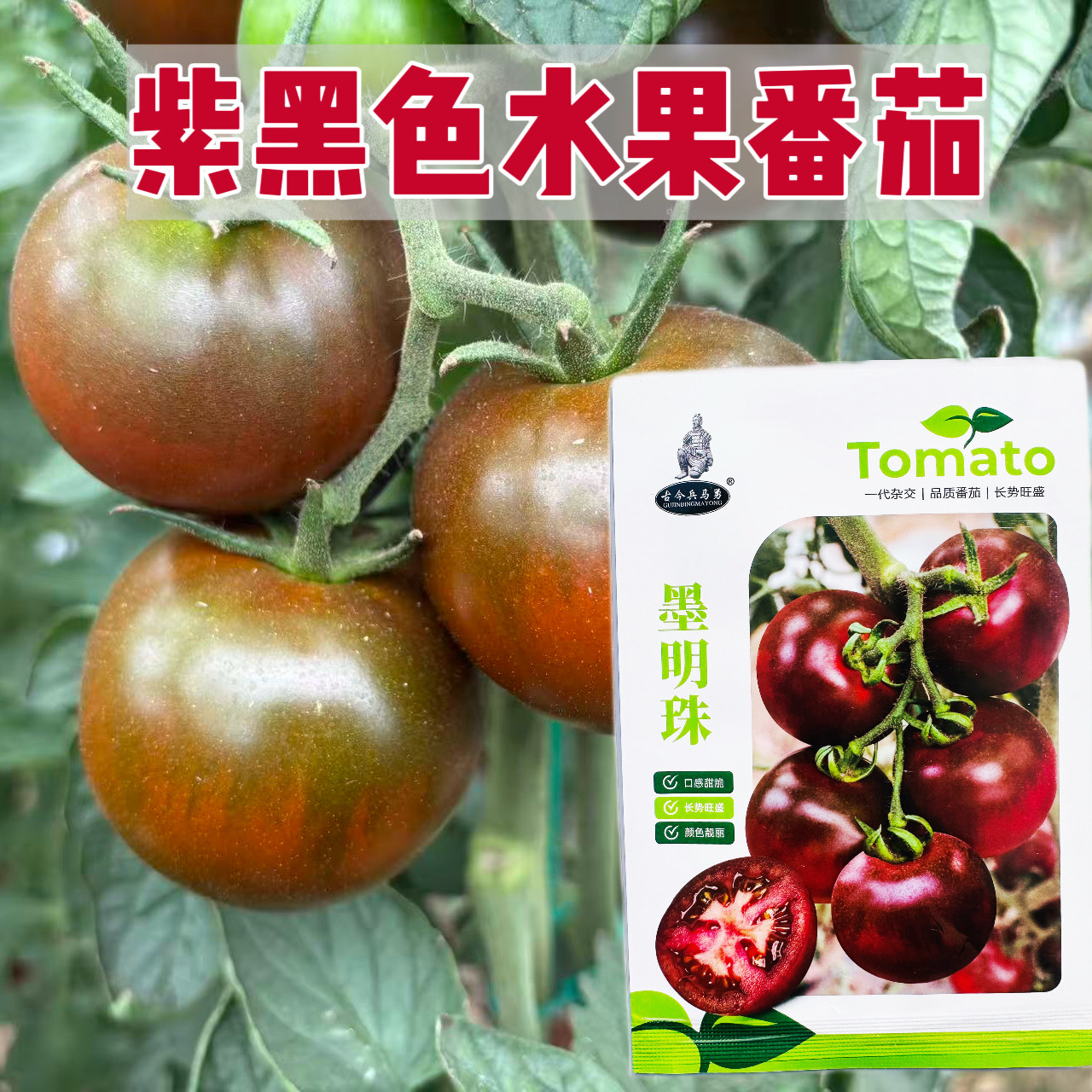 西安秦蔬番茄种子紫黑色小番茄西红柿种籽口感脆甜春秋季蔬菜种孑