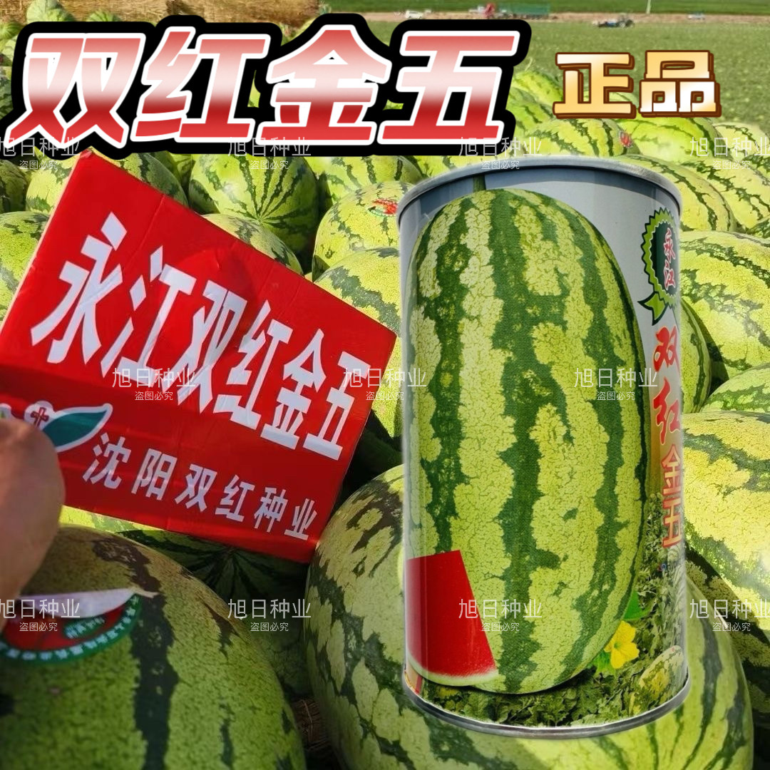 正品双红金五西瓜种子特甜正宗石头瓜种子耐重茬大号金城五号西瓜