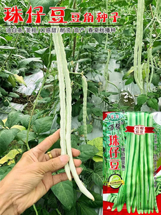 珠仔豆豆角种子大肉甜豆角荚粗厚肉猪仔珍珠种籽春夏秋耐热豇豆种