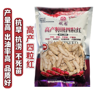 航园高产四粒红花生种子原装抗旱抗涝产量高红皮花生种子出油率高