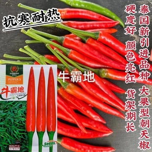 牛霸地辣椒种子大果朝天椒种子农户基地专用品种抗寒耐热小米椒种