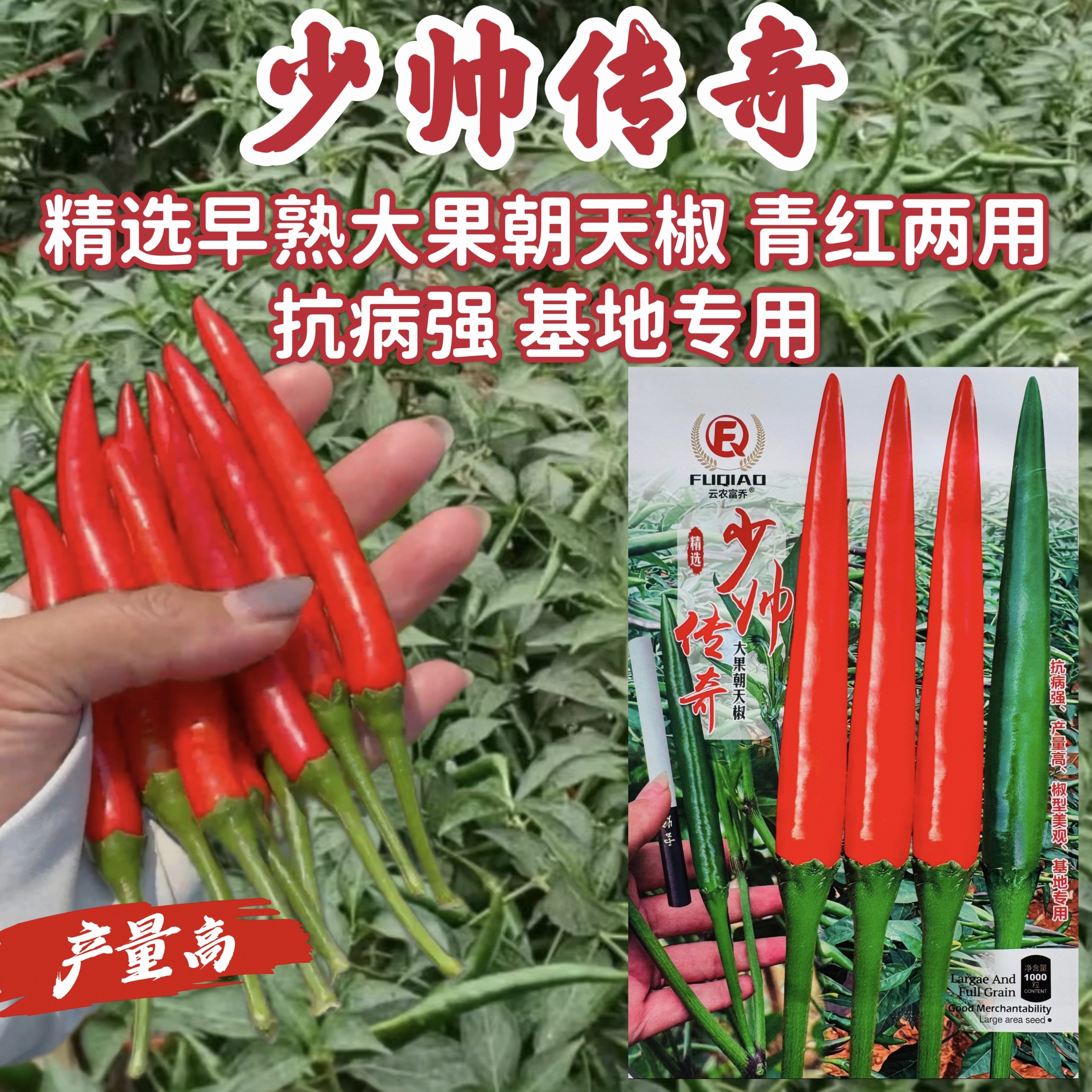少帅传奇朝天椒种子泰国早熟大果型朝天椒亮红色辣椒种籽产量高