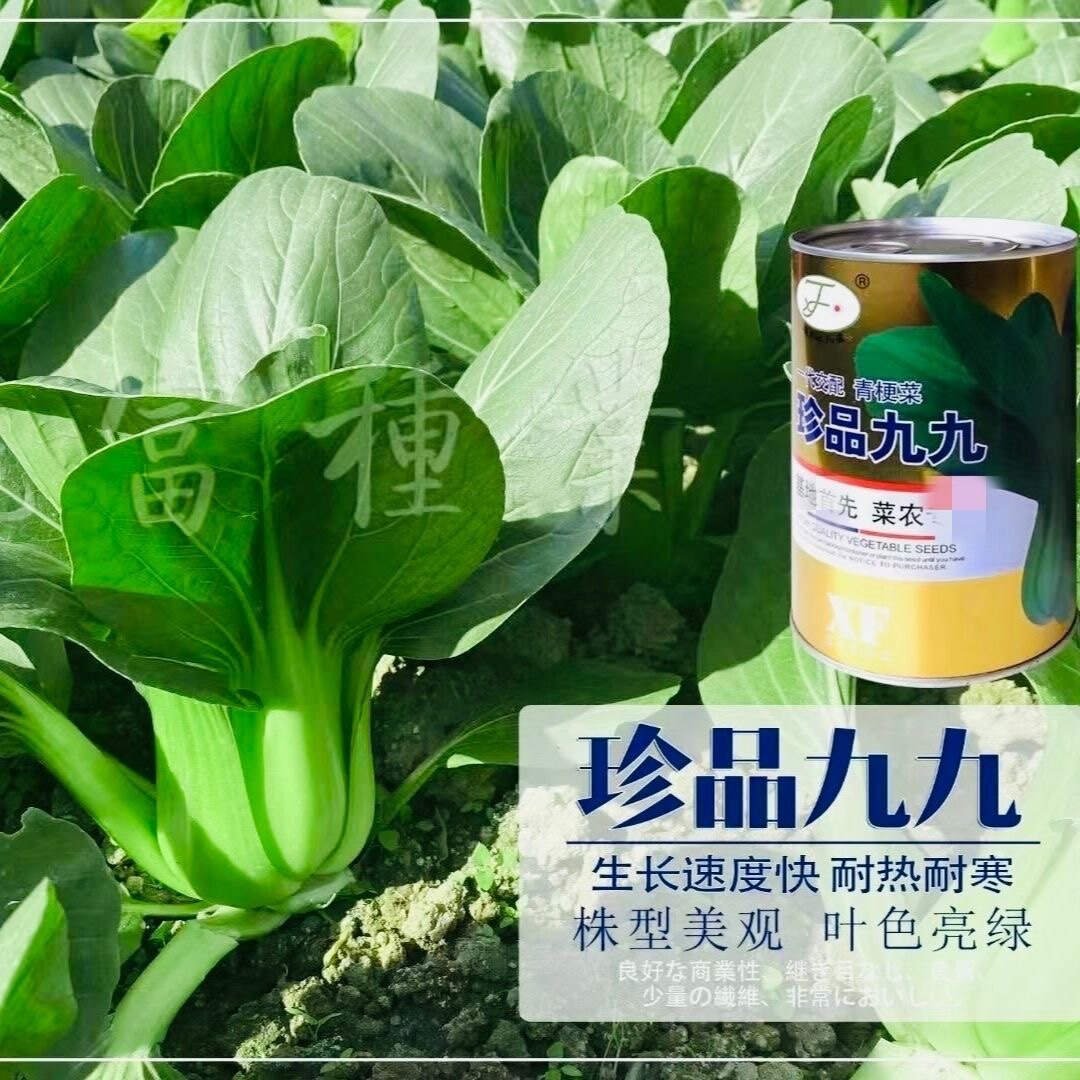 珍品九九青梗菜种子基地专用青菜