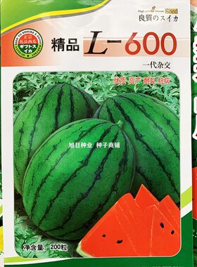 L600西瓜种子 高端精致礼品椭圆小西瓜 籽少甜度高早熟吊蔓新品种