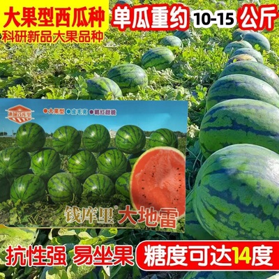 冰城钱库里大地雷西瓜种子大果皮毛亮大红瓤抗性强糖度14