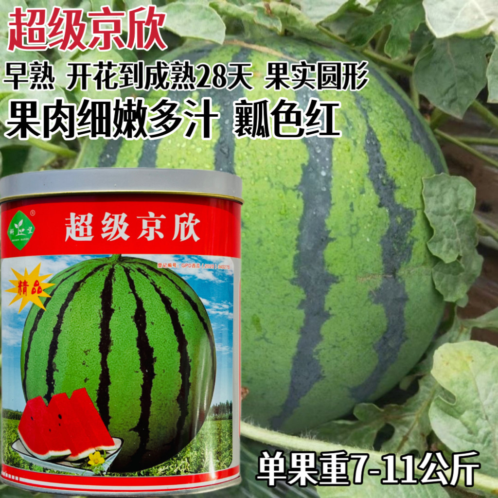 超级京欣西瓜种子杂交黑籽麒麟比8424耐裂粉红瓤早熟西瓜种籽孑