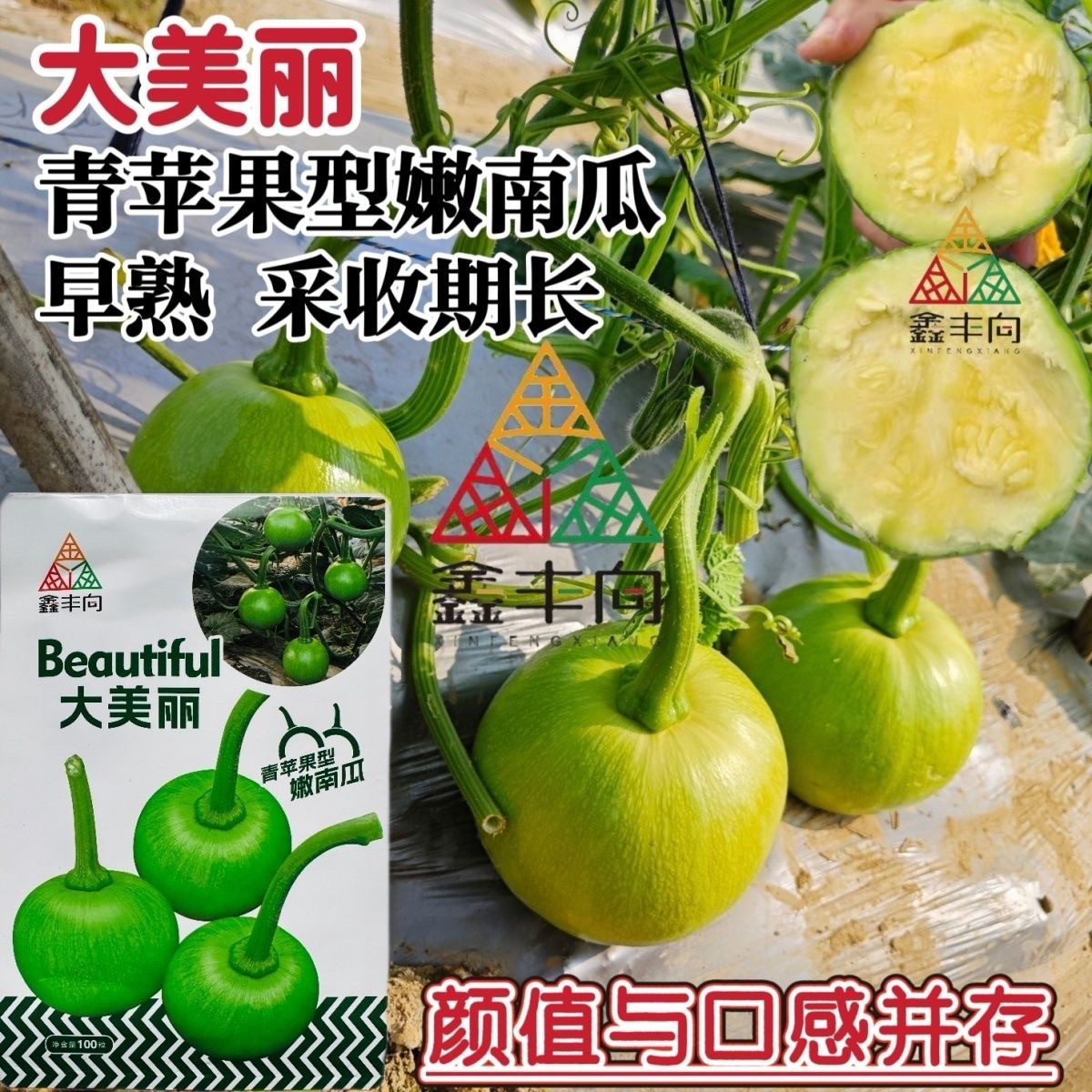 大美丽嫩南瓜种子早熟苹果型一串铃南瓜种籽抗病高产肉嫩黄春秋播
