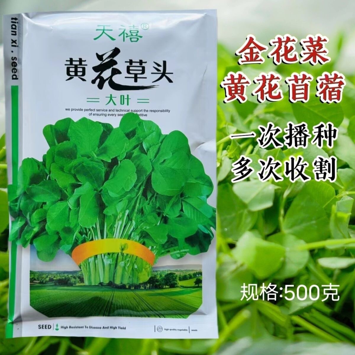 草头三叶草金花菜种子南方最爱